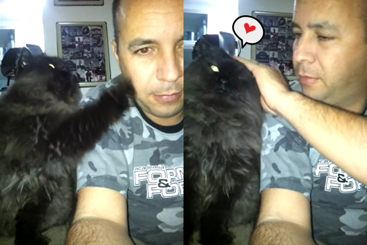 國外一隻黑貓待在主人身旁撒嬌討摸，融化所有人的心！（影／美聯社AP+Jukin Media授權）