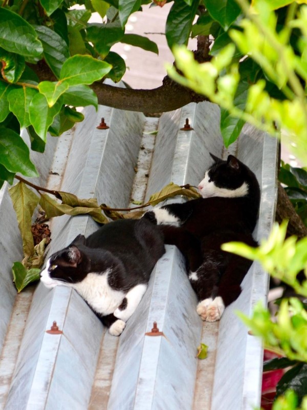 融化了？貓咪屋頂上曬日光浴超狂睡姿網笑：根本水做的！