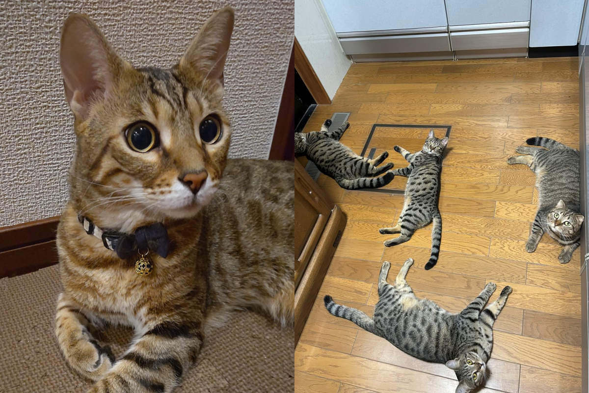 廚房被貓咪們擋好擋滿，奴才都快找不到進廚房的路了！（圖／Instagram帳號：tomeji1106） 