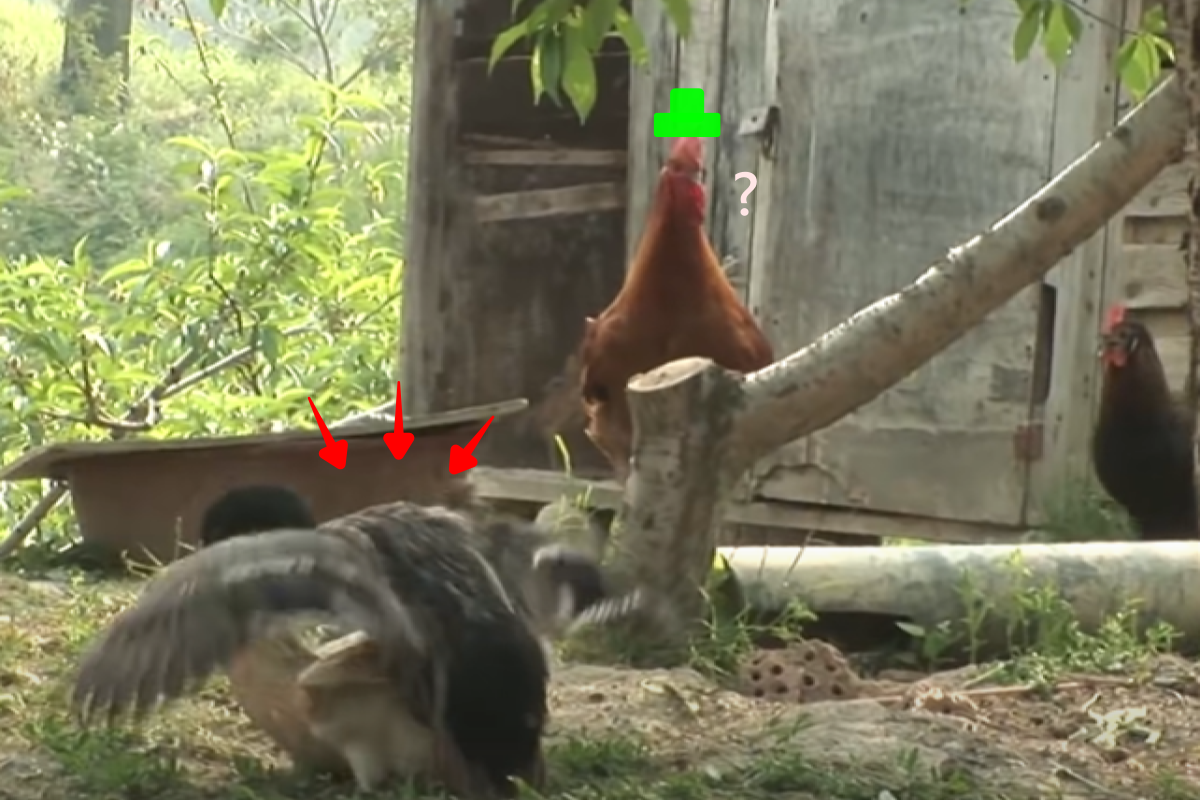 已婚鴨喜歡上俏母雞，見面就撩讓飼主傷透腦筋！（圖／Youtube帳號：SBS TV동물농장x애니멀봐） 