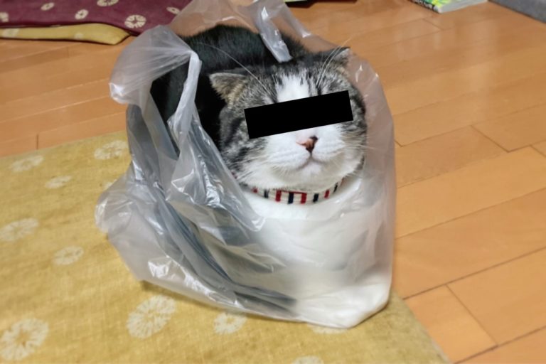 日本一隻萌貓日前跳進塑膠袋裡窩好窩滿！（圖／twitter帳號cyane_photo）