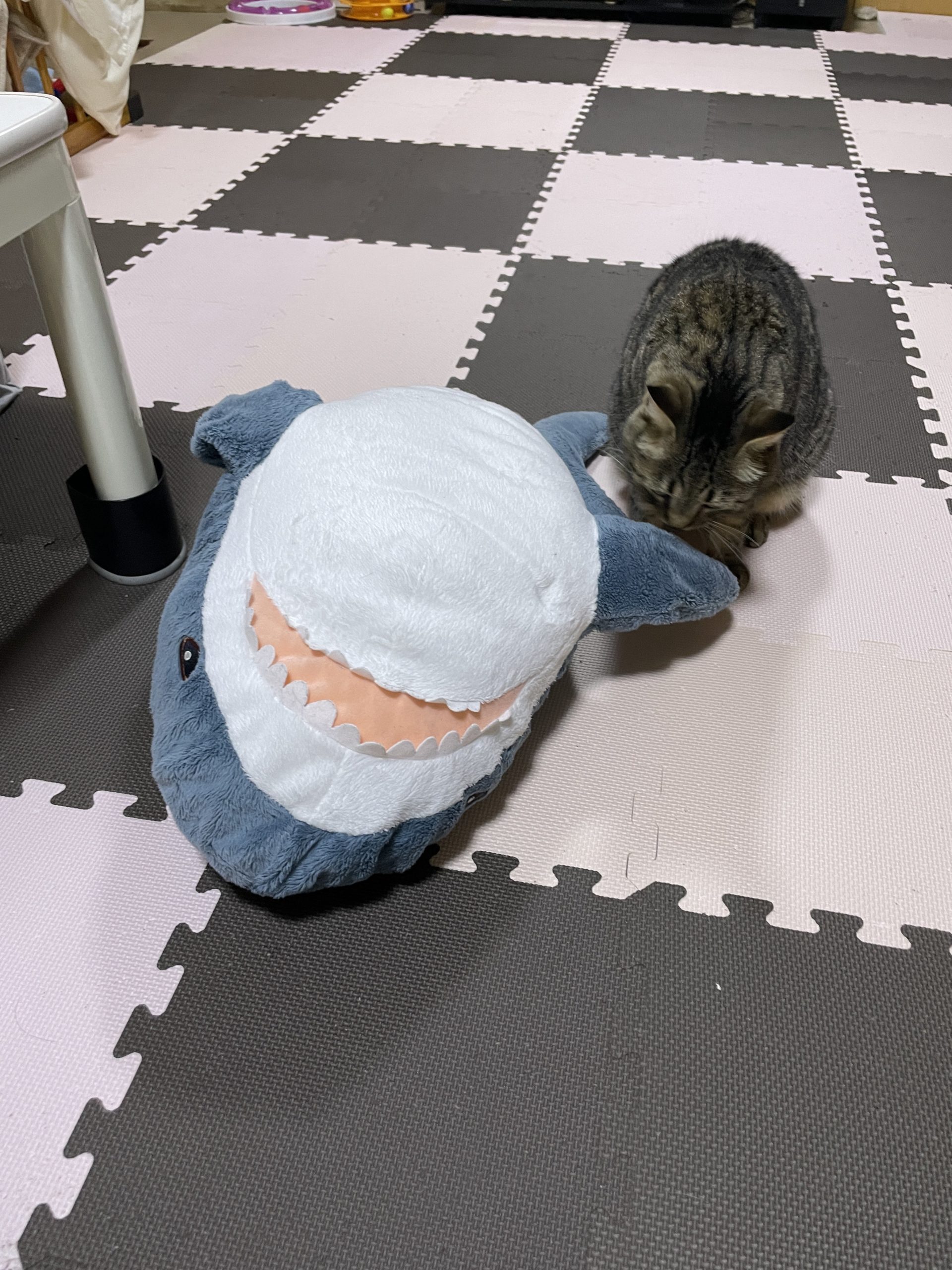 貓：那欸安捏？（怎麼回事）我的鯊怎麼不一樣了？？？（圖／Twitter帳號：yonasawa）