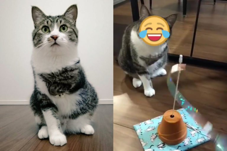 日本一名小貓奴做了一組貓咪玩具，沒想到「真太郎」的反應與表情讓大家都笑翻了！（圖／twitter帳號kuromametaro620）
