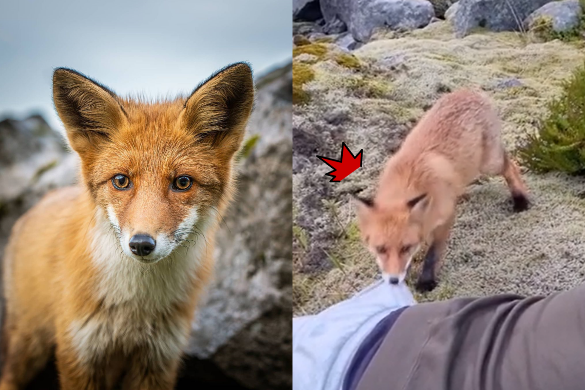 幼狐主動靠近人類，咬一口後又自己嚇到後退！（圖／Instagram帳號：jens.birkeland） 