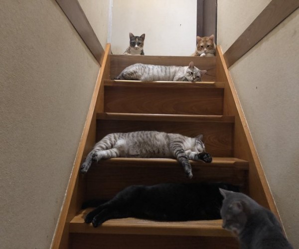 推主想下樓　看見樓梯一排「毛障礙」嘆：這是陷阱嗎？