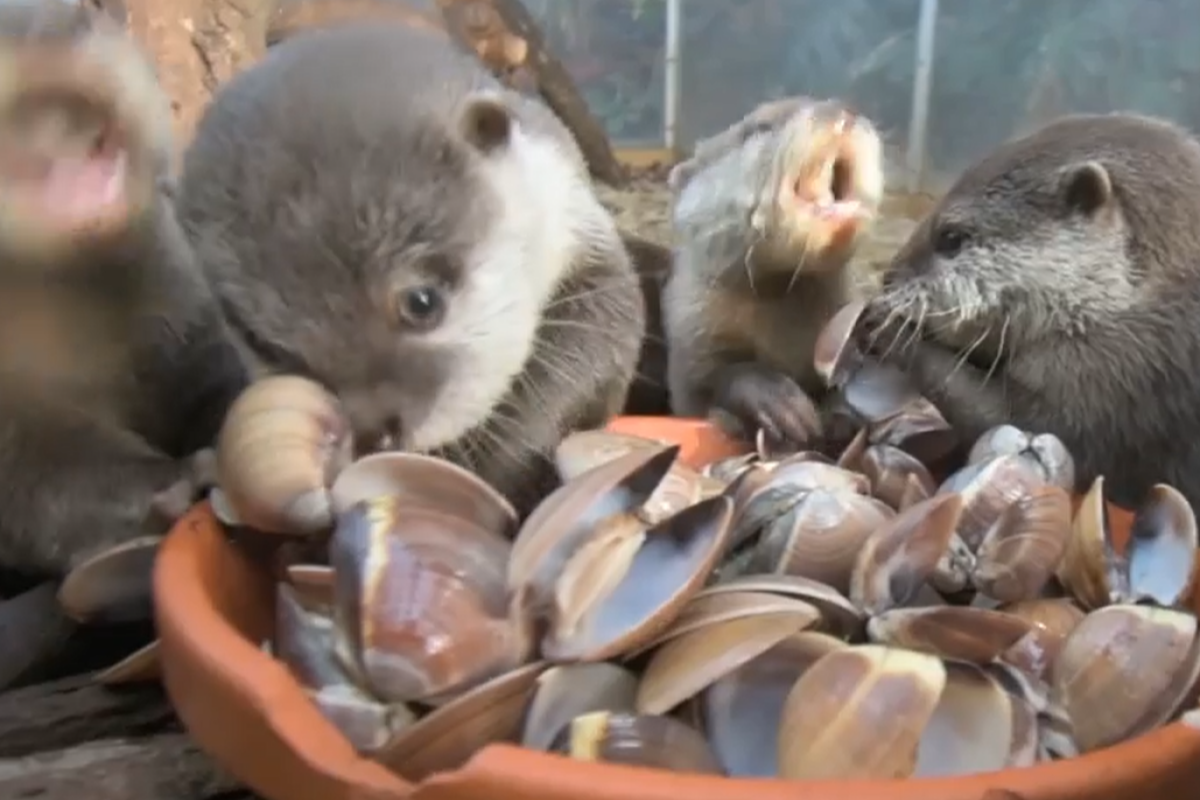 水獺大軍暴風式清空碗盤，將蛤蜊吃得一點都不剩！（圖／Facebook粉專：Zoo Dortmund） 