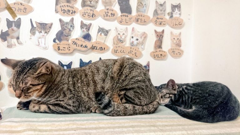 大貓小貓排排睡。（圖／Twitter帳號：cat_nekojarashi）