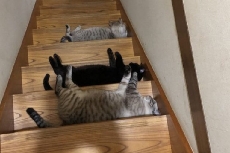 日本一名多貓家庭的飼主某天下樓時，看見樓梯出現一排「毛障礙」。（圖／twitter帳號nekodorei50）