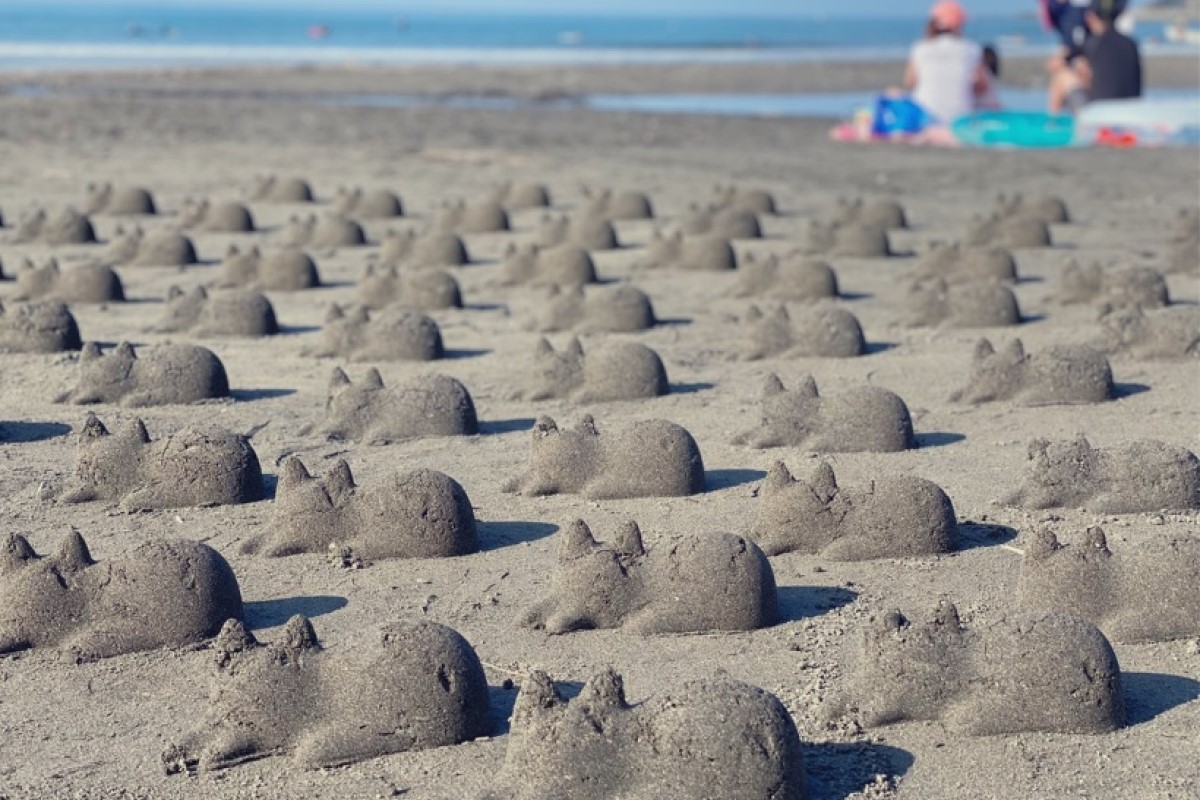 日本沙灘出現驚人貓咪大軍，網友噴笑：喵星人攻佔地球了！（圖／Twitter帳號：sgt_x…