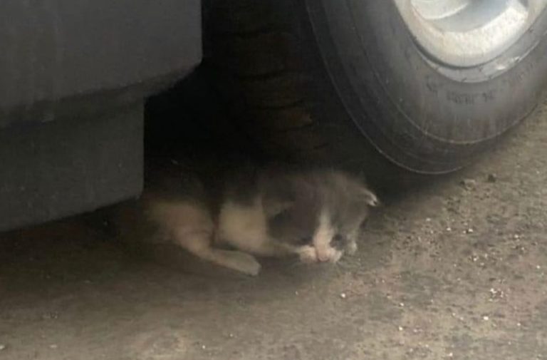 小貓躲在車子底下，若車主沒看到牠的存在必定會發生憾事！（圖／Instagram帳號：alleycatrescue）