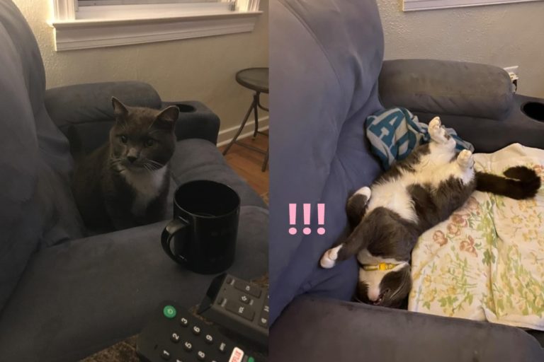 美國一名女子搬到新家後，一隻陌生自來貓竟然溜進來在沙發上呼呼大睡！（圖／FB帳號Joanne Gentzler）