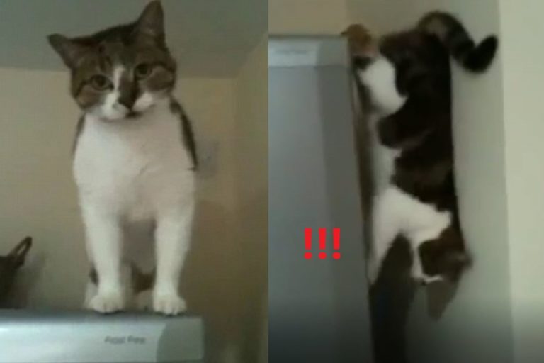 影／超狂貓咪下冰箱　沿縫隙垂直縱走：找我嗎？

