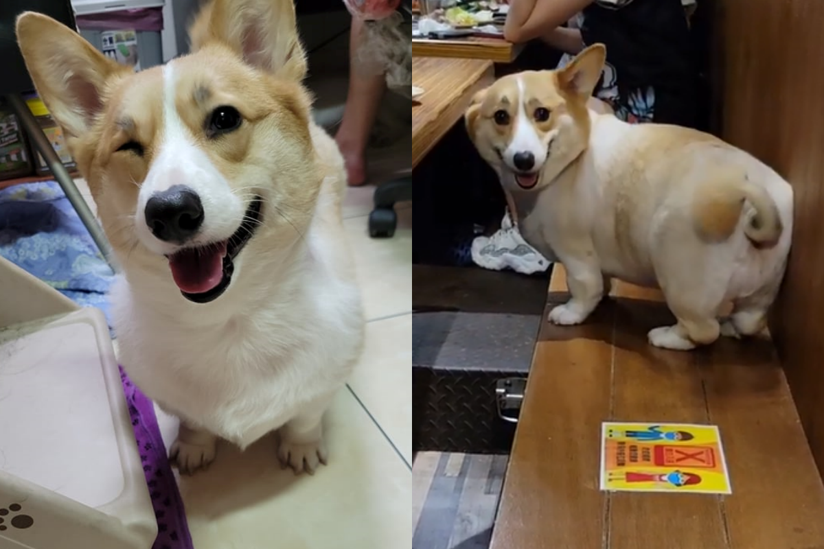 柯基見到正妹竟不理媽媽，咚咚咚跑回漂亮姐姐身邊！（圖／網友吳品樂授權提供） 