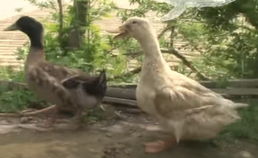 右邊這隻是鴨鴨正宮，但公鴨對牠不理不睬Q_Q（圖／Youtube帳號：SBS TV동물농장x애니멀봐）