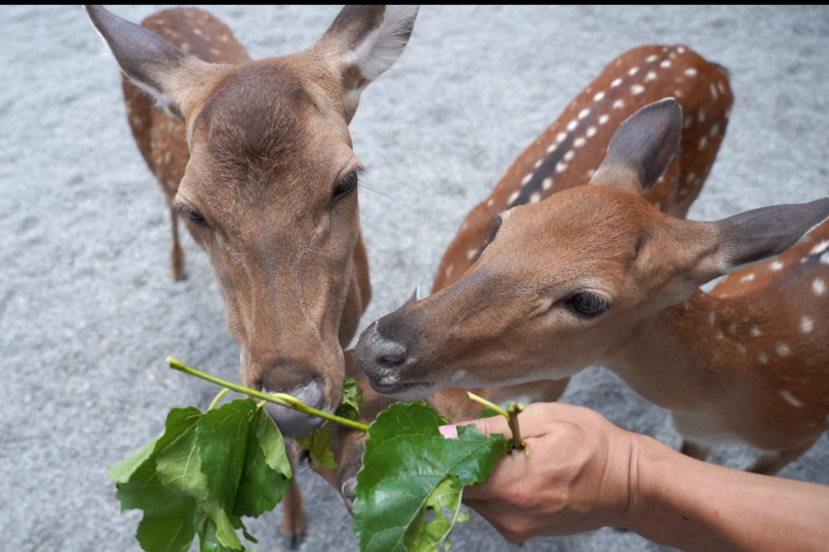梅花鹿開吃播兄弟檔賣萌搶食。（圖／NOWnews ）