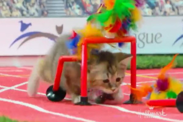 貓界奧林匹克單槓吊環通通來　網萌暈：全部都給牌！
