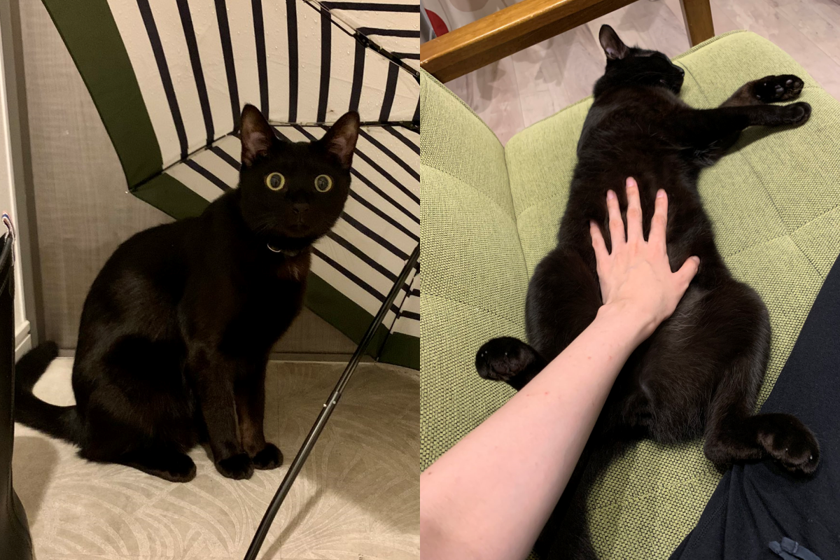 奴才把手放到黑貓身上後，毛髮竟浮現出有趣印記！（圖／Twitter帳號：lull0731） 