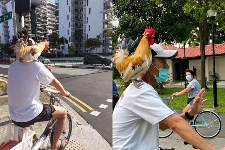 新加坡出現阿公溜「咕咕雞」　超強平衡感萌翻網友
