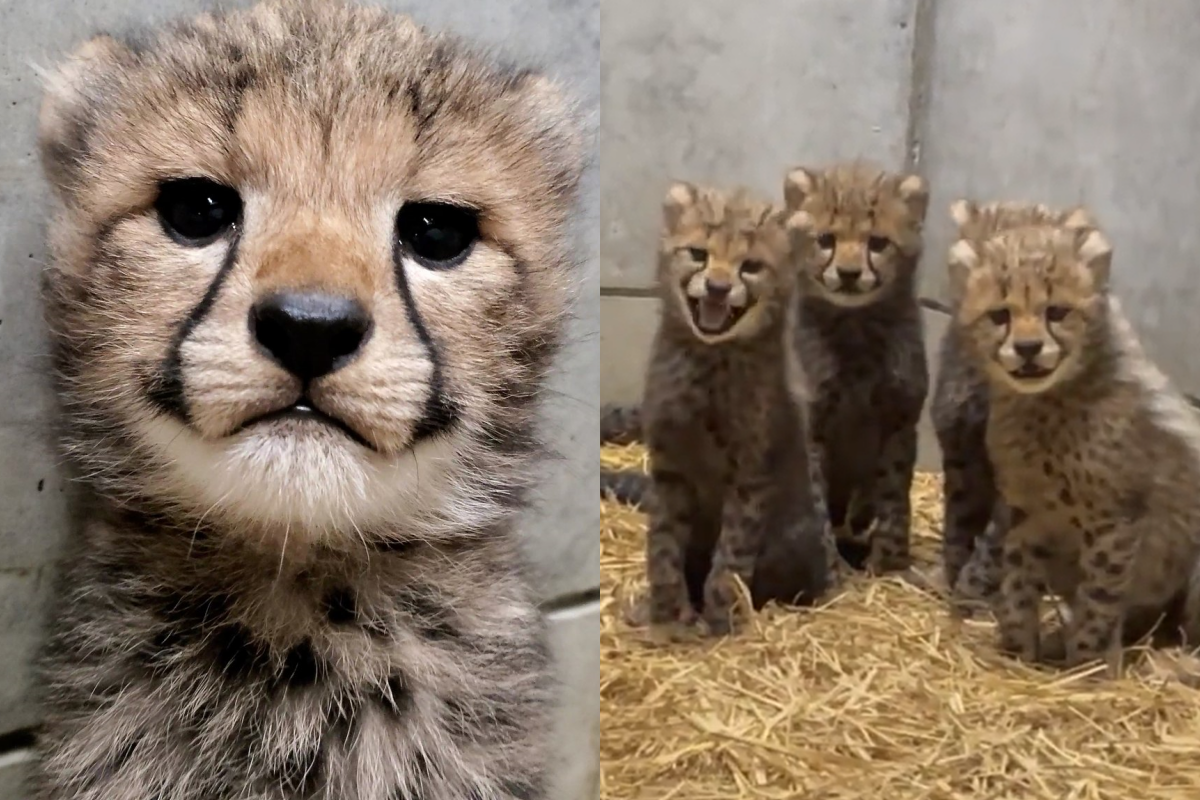 小獵豹呼喊媽媽回到身邊，開口的聲音竟是可愛啾啾聲。（圖／Twitter帳號：chibazoo） 