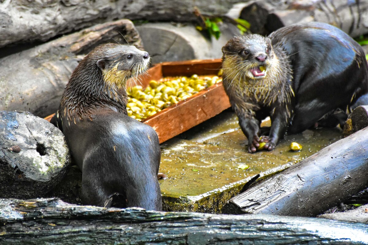臺北市立動物園端出豪華海鮮餐，讓小爪水獺享用大餐！（圖／台北市立動物園授權提供）