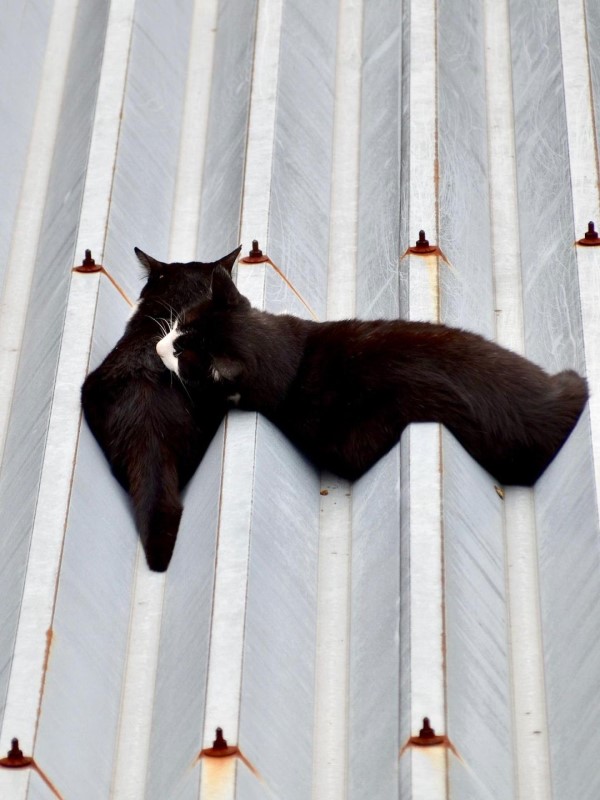 融化了？貓咪屋頂上曬日光浴　超狂睡姿網笑：根本水做的！
