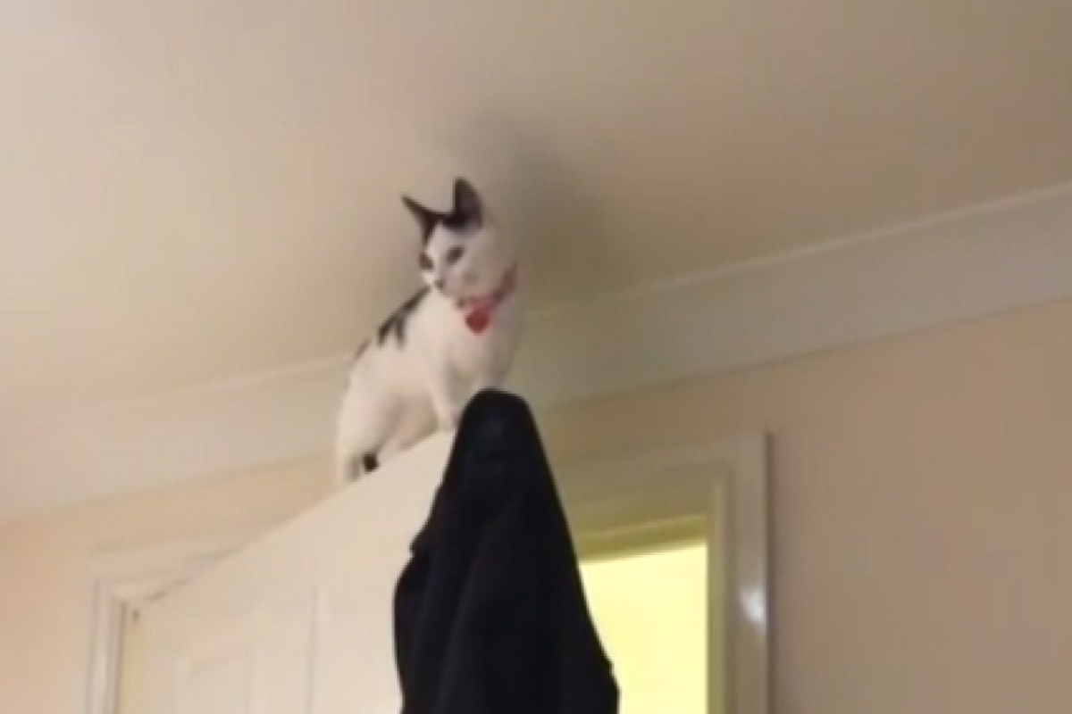 黑白貓被困門框，最後失足竟仍保持霸氣態度！（圖／AP+ Jukin Media） 