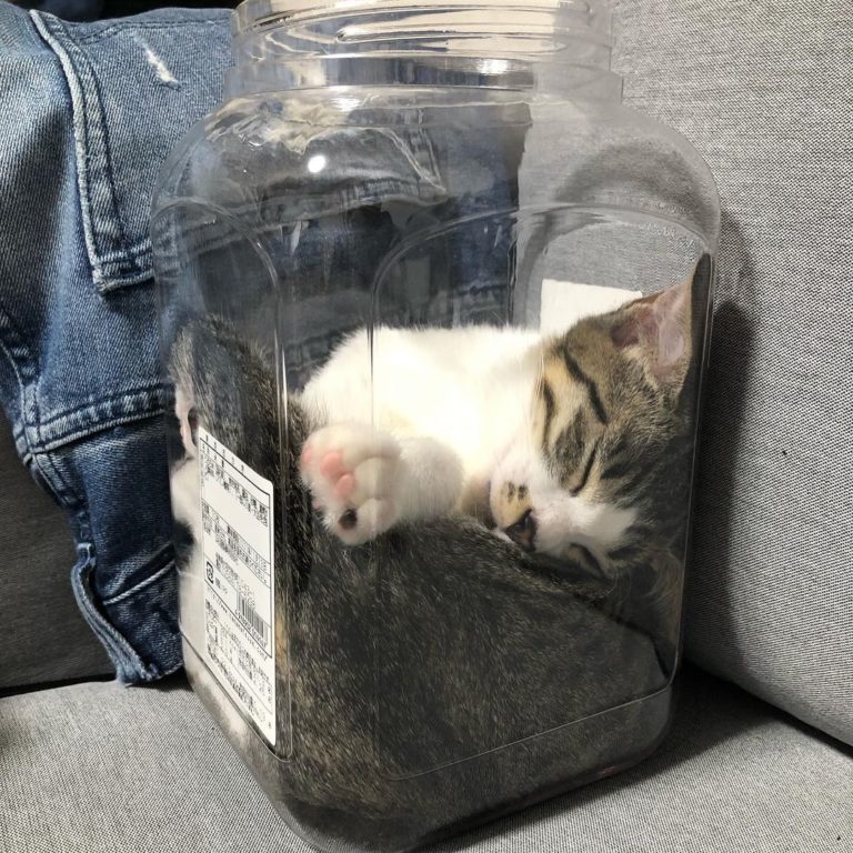 Warabi發現罐子裡非常舒適，窩在裡頭睡著了。（圖／Instagram帳號：warabi.kinako0401）
