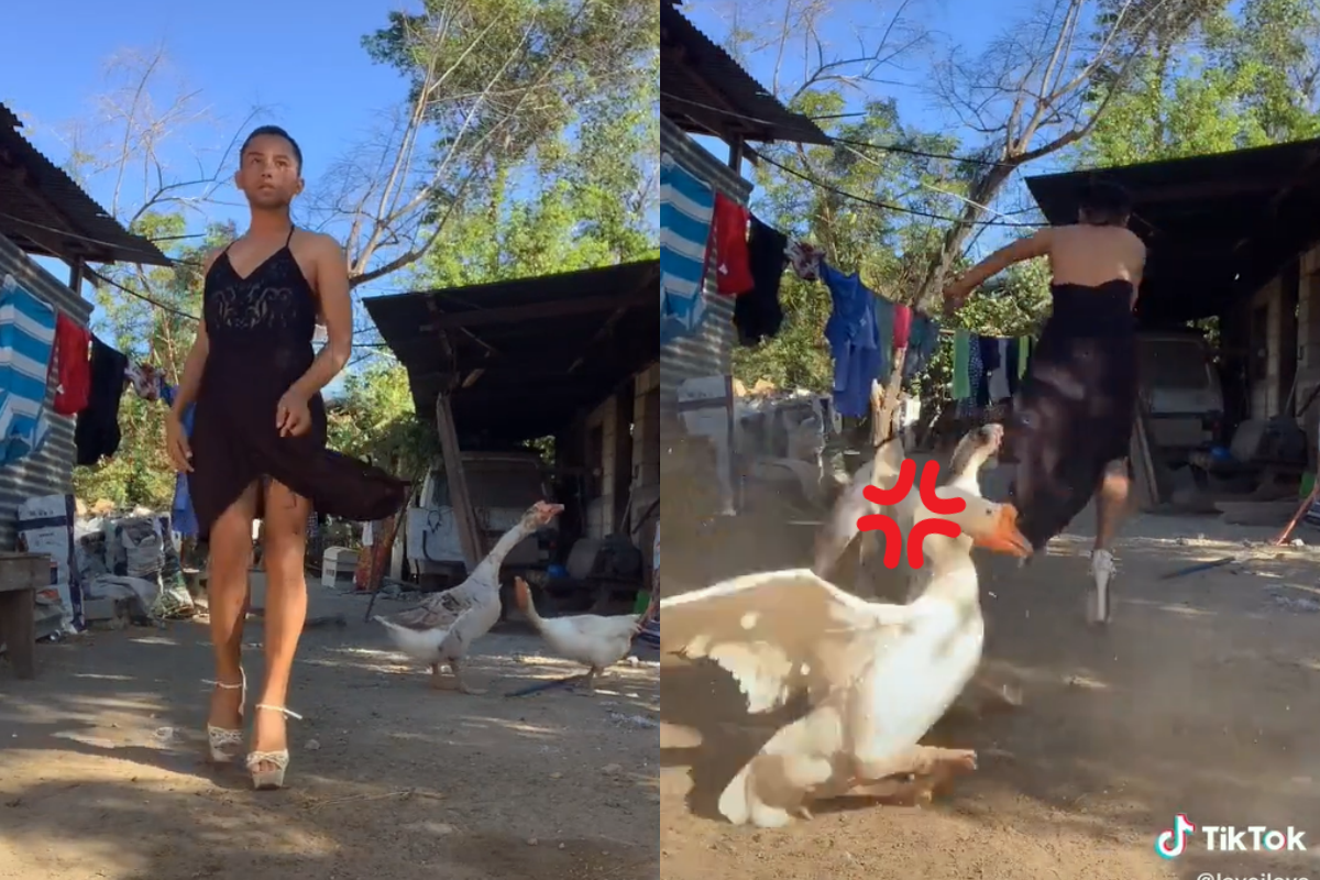 TikTok網紅在庭院自信走秀，不料卻一秒惹怒鵝！（圖／TikTok帳號layeilove）