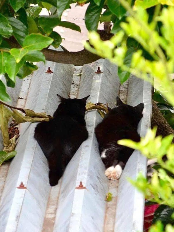 融化了？貓咪屋頂上曬日光浴超狂睡姿網笑：根本水做的！
