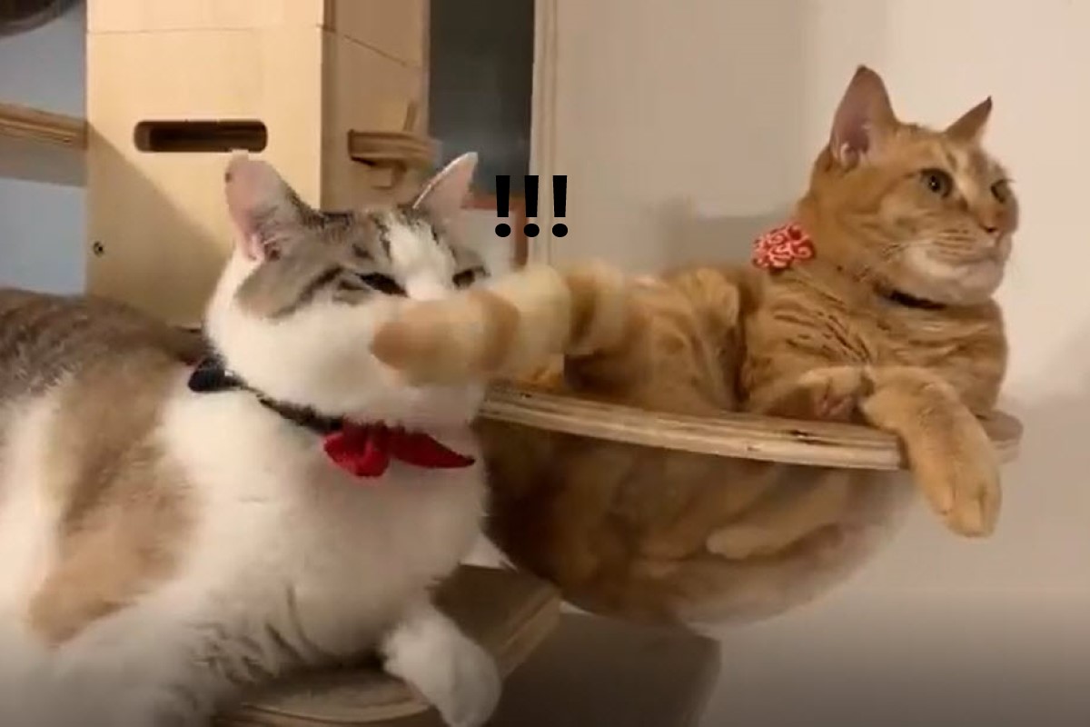 白底虎斑貓頻頻被橘貓同伴「甩尾打臉」感到相當無奈！（圖／twitter帳號meow_mikii）