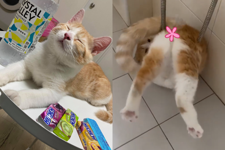 橘白貓進浴室遇險，與蓮蓬頭拚死纏鬥惹媽媽爆笑。（圖／網友吳庭瑜授權提供）