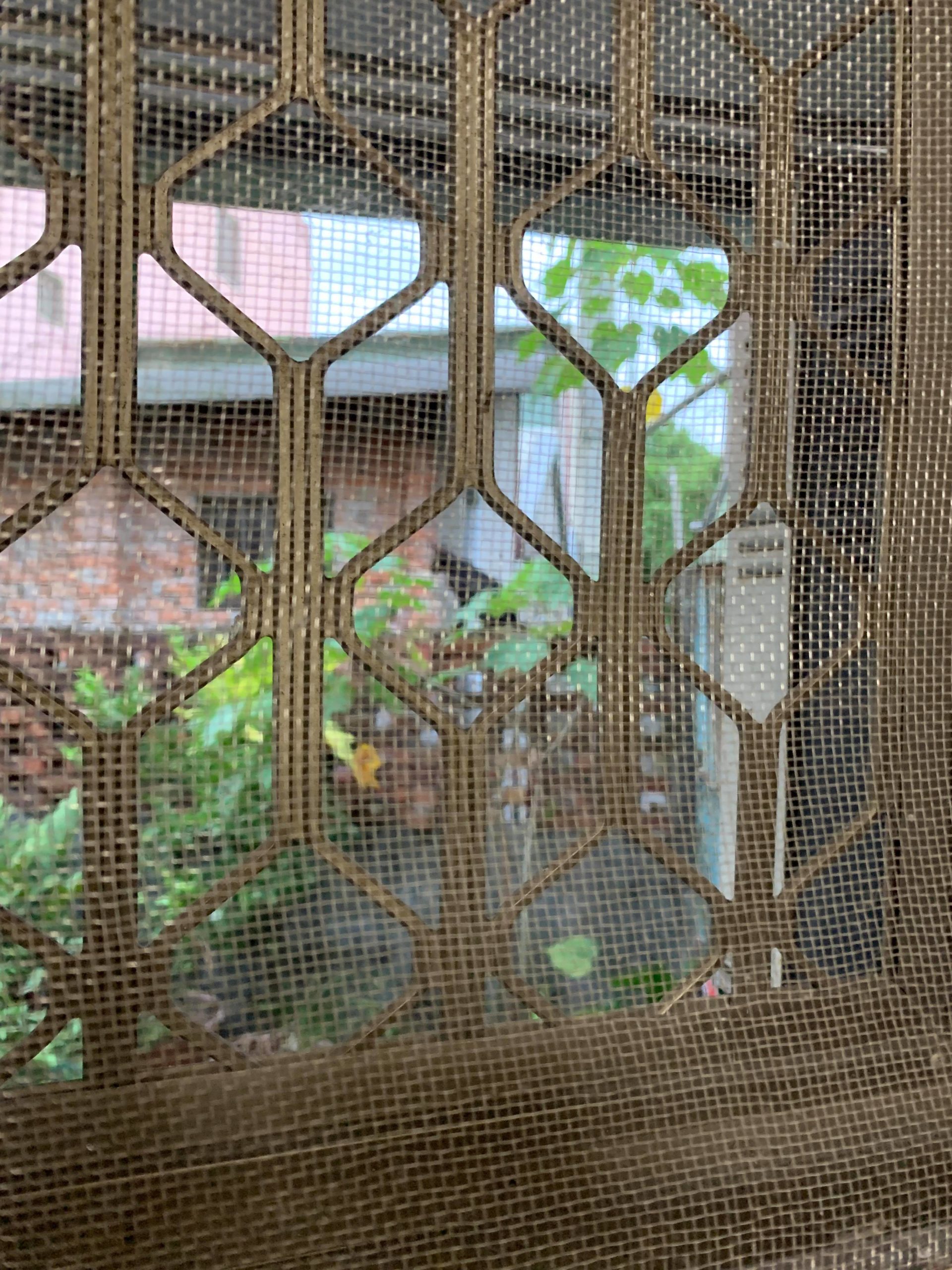 現在能透過窗戶看到在後院生活的牠們。（圖／網友許韶方授權提供）