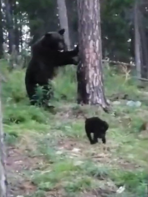 野營遇棕熊靠近黑貓霸氣護主逼退　網驚：不愧是戰鬥民族！
