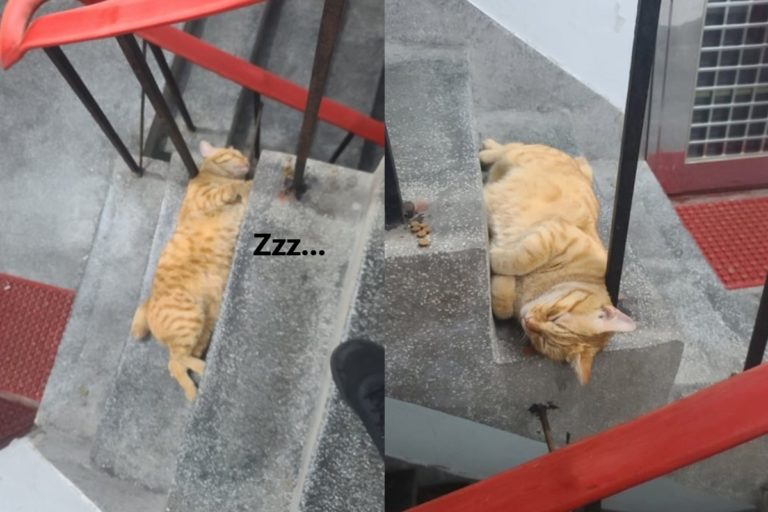 黃先生日前外送時，在樓梯間遇見一隻熟睡的「龐然大橘」！（圖／網友黃高高授權提供）
