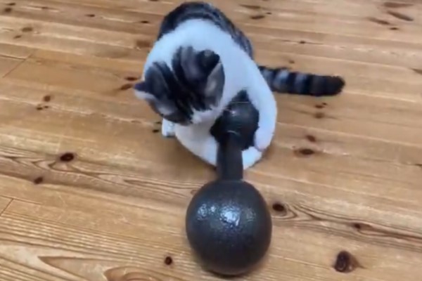 萌貓抱8KG啞鈴想舉重網笑：努力練習比奧運！