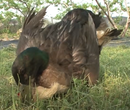 因為鴨子會站到母雞身上，做出想交配的動作。（圖／Youtube帳號：SBS TV동물농장x애니멀봐）