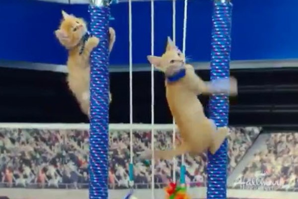 貓界奧林匹克單槓吊環通通來網萌暈：全部都給牌！