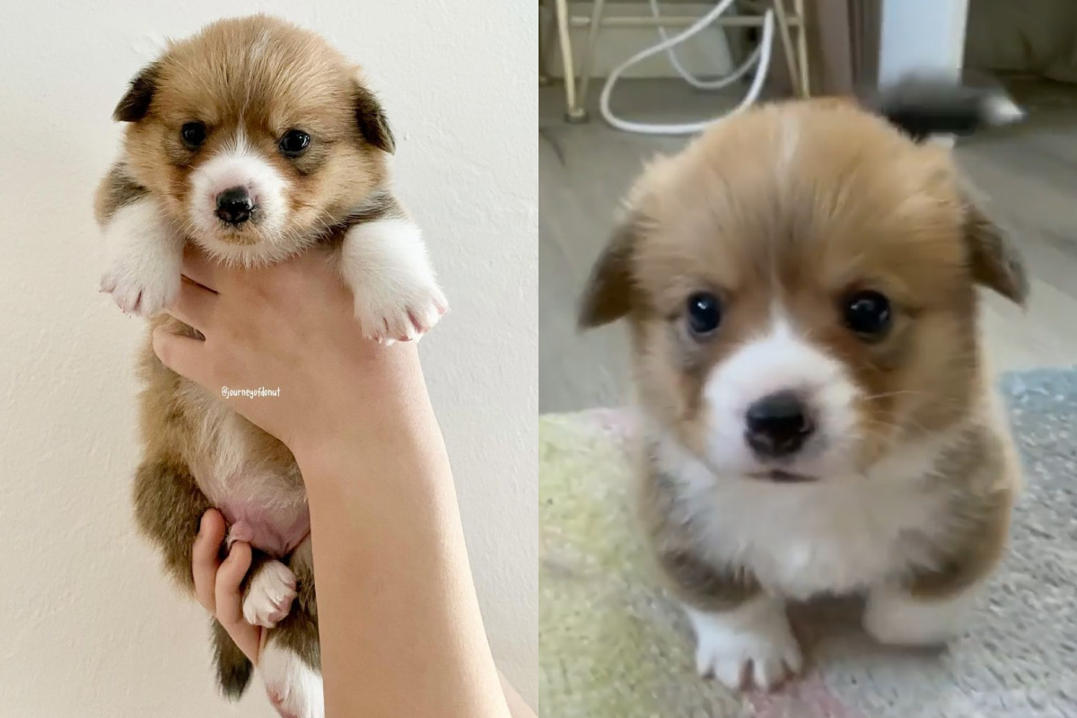 小科基屁顛走路，模樣極其可愛。（圖／Instagram帳號：journeyofdonut）