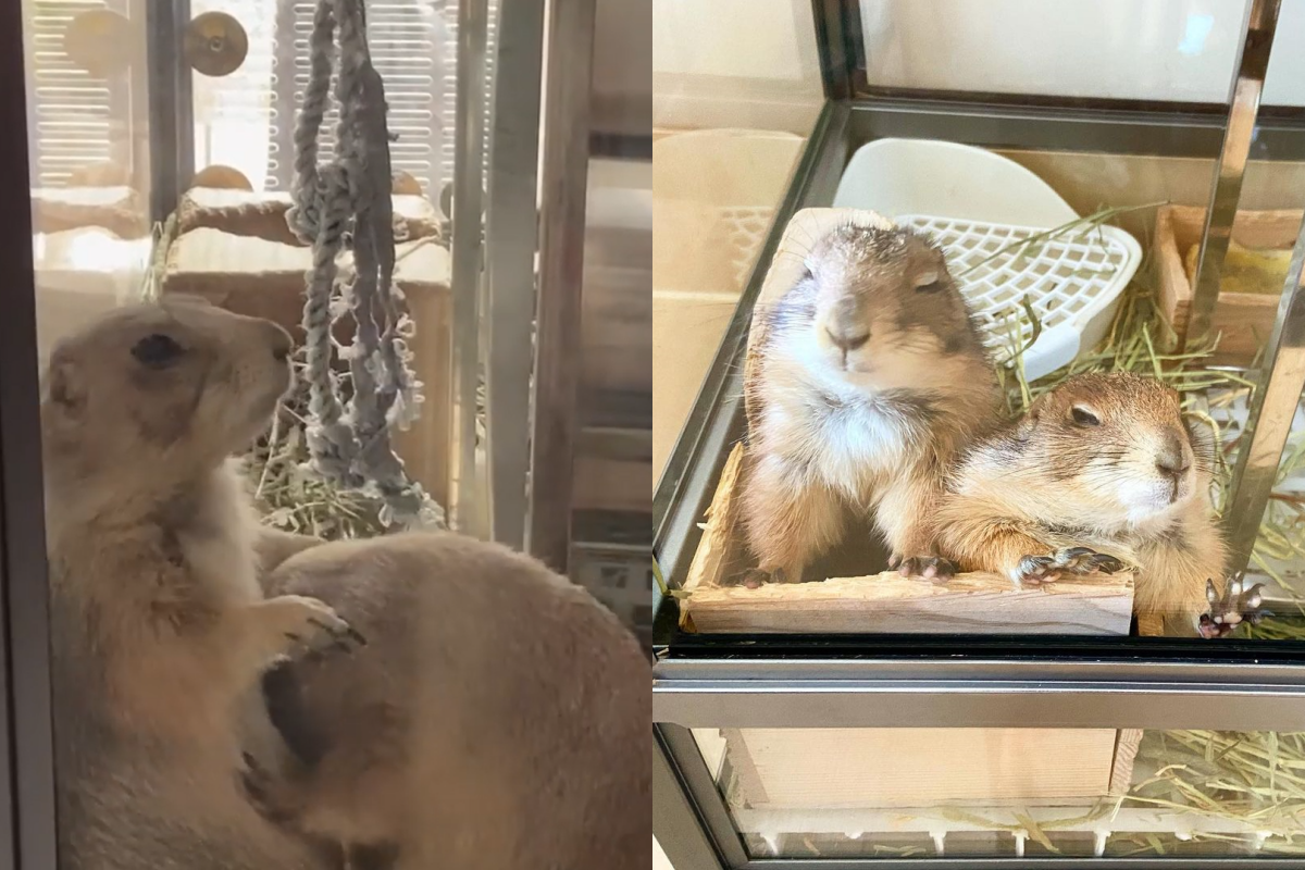 土撥鼠正在享受同伴舔毛服務，舒服到壓頭霸道提醒不能停！（圖／Instagram帳號prairiediary）