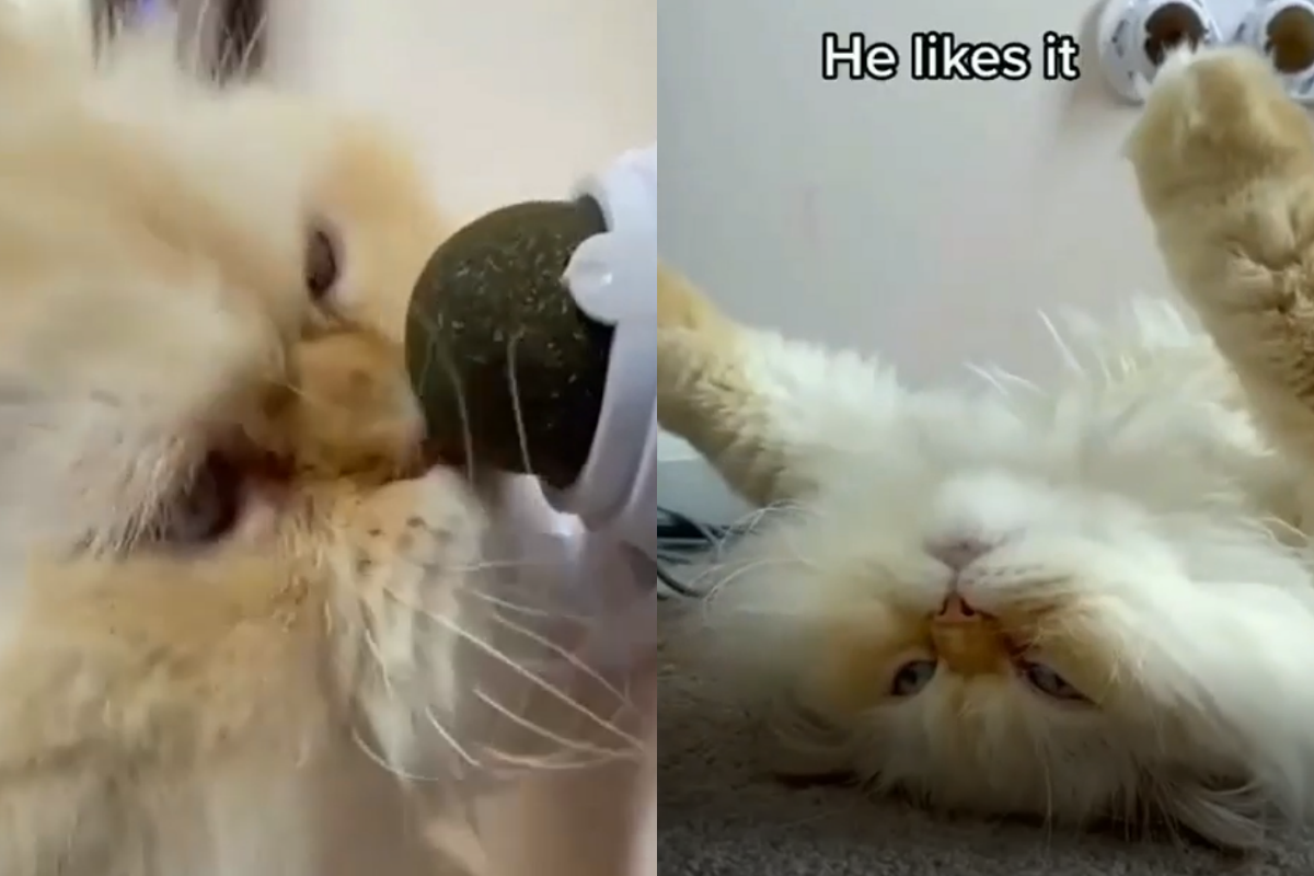 長毛貓狂蹭牆上貓草球，下秒反應表現出牠極度滿意！（圖／Instagram帳號：henrykingcat）