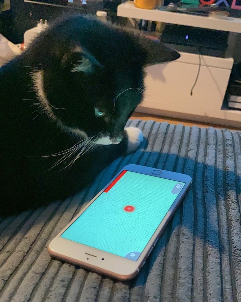 貓貓近距離盯著手機看！（圖／Instagram帳號：jaspjasps）