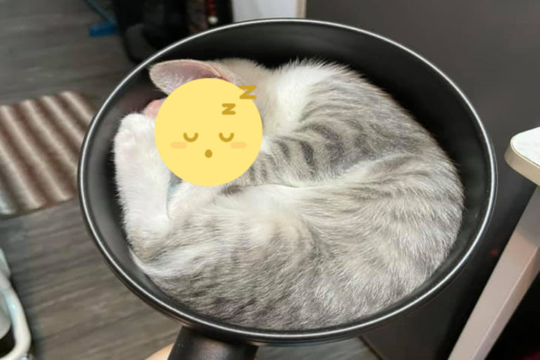 網友洛洛的小貓日前跑到鍋子裡睡覺，讓她笑說是「颱風天備糧」。（圖／網友洛洛授權提供）
