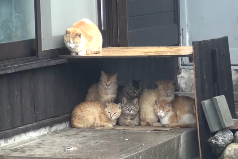 日本的青島以貓咪數量比人多聞名，下雨天貓咪們擠一團躲雨的畫面在網路引起討論。（圖／IG帳號aoshima_cat授權） 