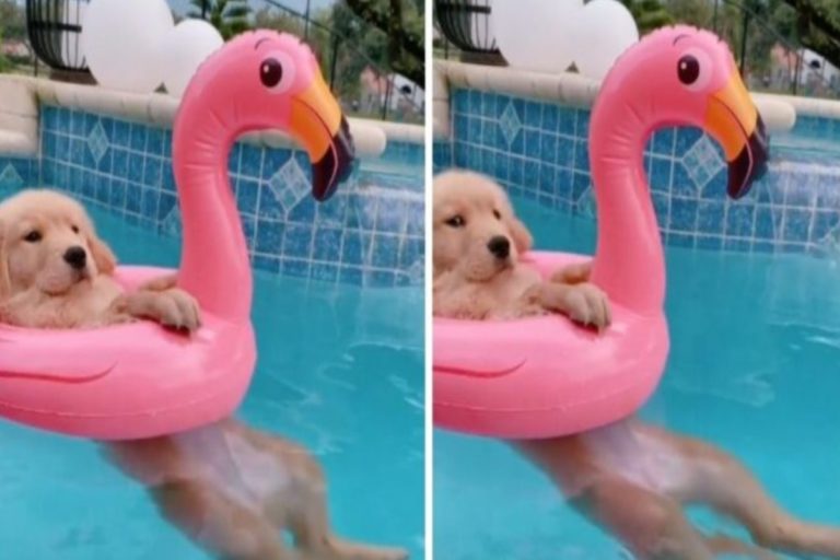 國外一隻可愛的黃金獵犬「Riley」近日因為在泳池戲水的影片而爆紅！（圖／Tik tok帳號rileysgoldenlife）
