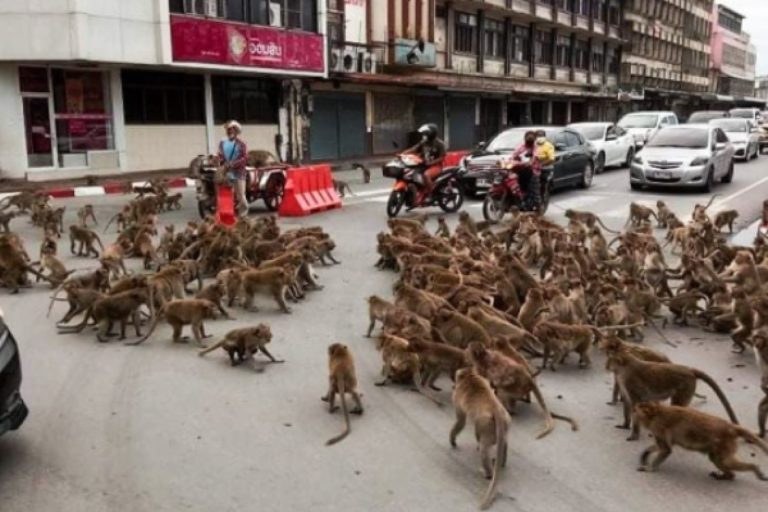 泰國街頭日前出現兩群猴子在街頭大亂鬥，街上路人全看傻眼！（圖／翻攝自Dailymail）