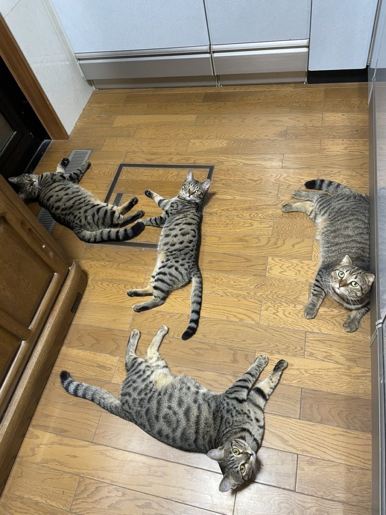 準備要走進廚房，可唯一的入口躺滿四隻貓，該怎麼過去咧？（圖／Instagram帳號：tomeji1106）