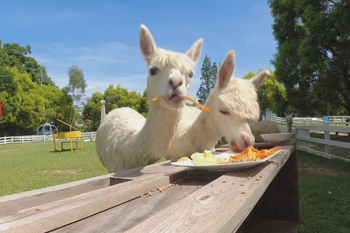 羊駝賣萌開吃播，爭寵搶鏡吃飽飽。（圖／NOWnews）