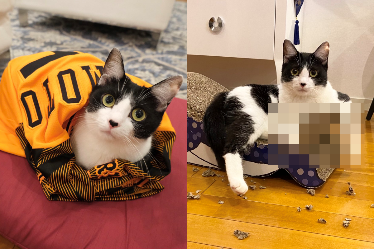 貓把現場弄得一團糟，反而霸氣饋手氣場超強！（圖／Twitter帳號：fuji_ayako） 