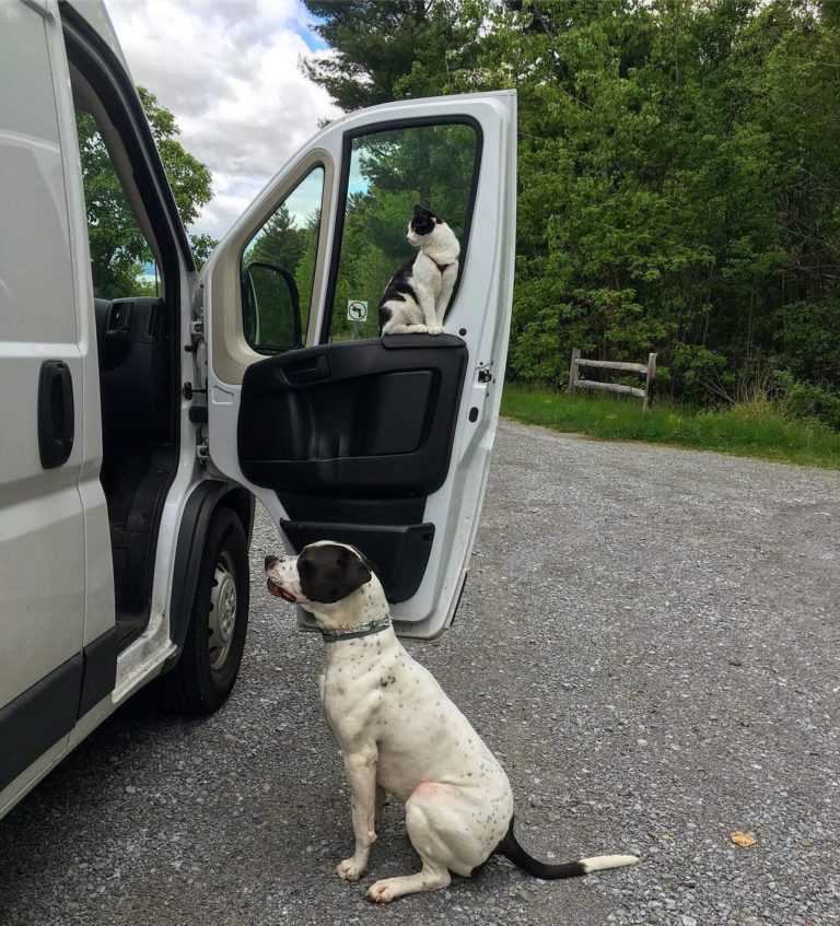 連車窗框牠都能安然坐著。（圖／Instagram帳號：rambo_in_the_wild）