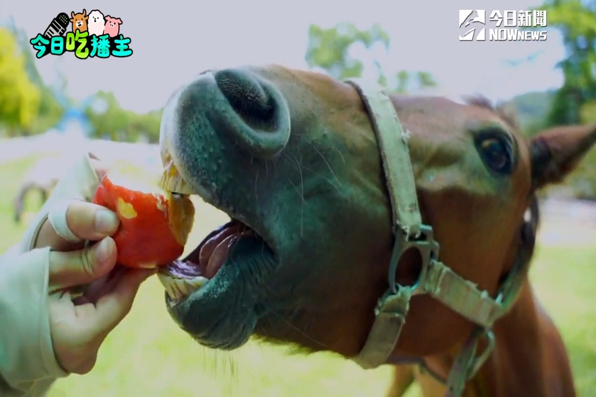 迷你馬偷吃被抓包撒嬌討吃超可愛。（圖／NOWnews）